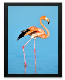 Flamingo Animals Nature Art Poster Print