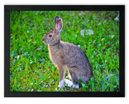 Rabbit Hare Cute Animals Nature Art Poster Print
